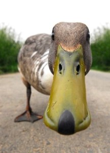 Ducks are always funny.