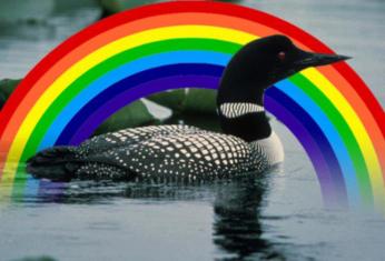 LoonRainbow