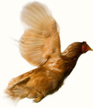 Chickens don't really fly, at least not for long