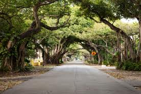 Old Cutler Road, framed by Banyan trees.