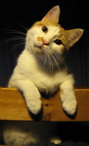 It's all puzzling, so we should go to a cute cat pic.