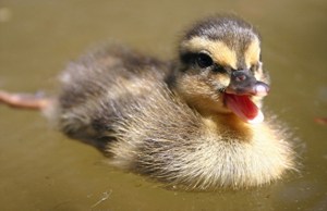 This is the best image of happiness I can come up with.