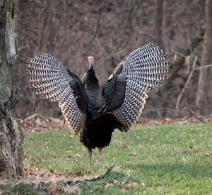 Bonus Points to anyone who knows why there's a pic of a turkey dancing here.