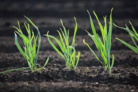 Hope springs eternal.